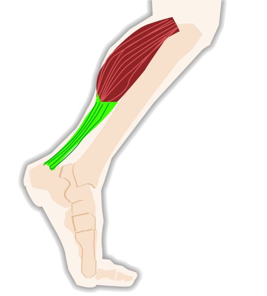 Knee Pain: Types of Conditions